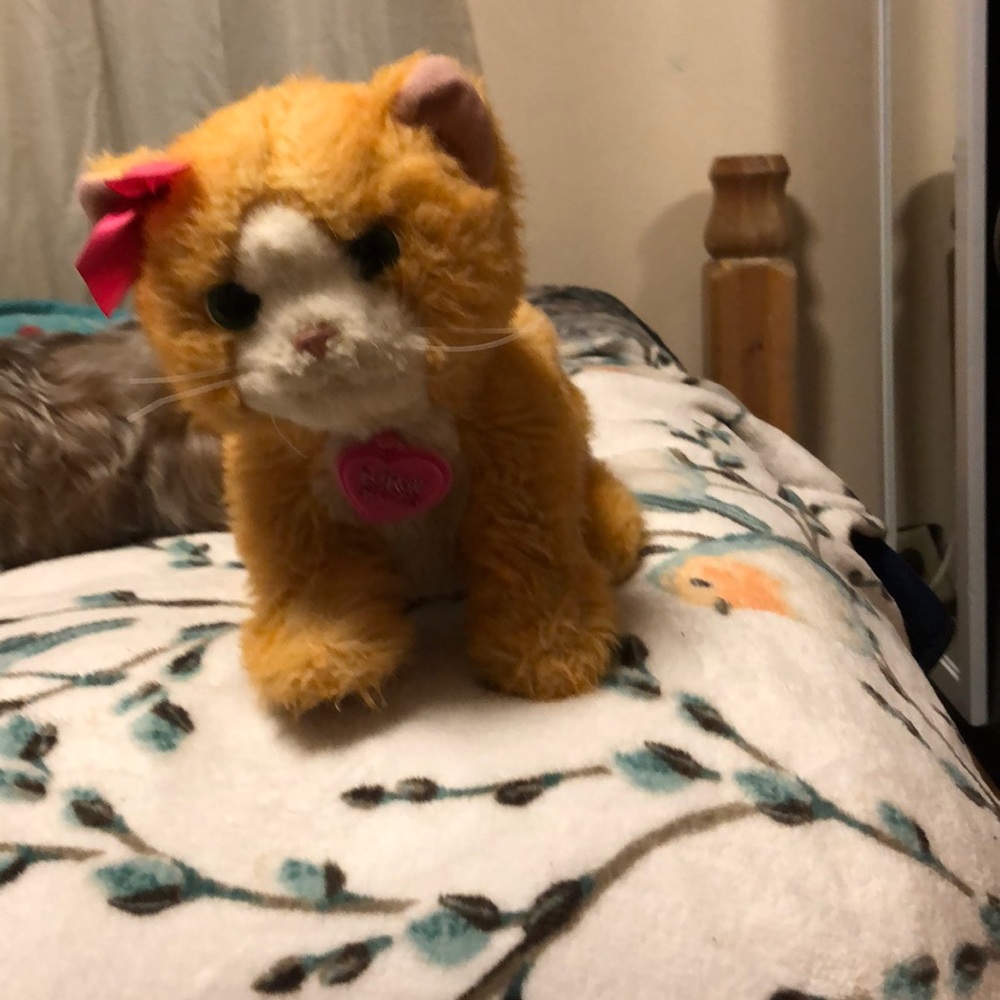 Orange cat - Picture 2 of 4